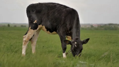 1Z farming 065 Stock Footage 112206986