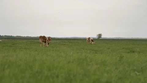 1Z farming 067 Stock Footage 112207214