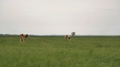 1Z farming 068 Stock Footage 112207292