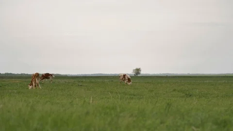 1Z farming 069 Stock Footage 112207328