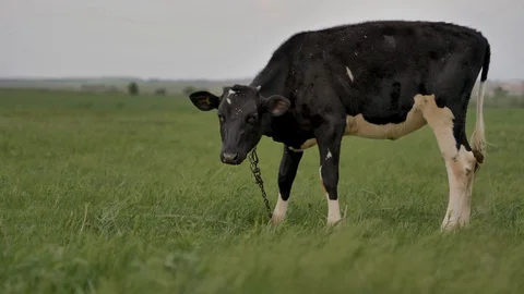 1Z farming 070 Stock Footage 112207425