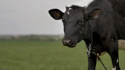 1Z farming 071 Stock Footage 112207512