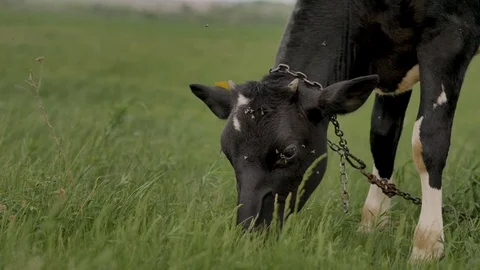1Z farming 072 Stock Footage 112207777
