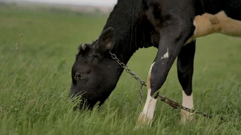 1Z farming 073 Stock Footage 112207904
