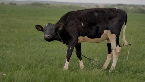 1Z farming 074 Stock Footage 112208053