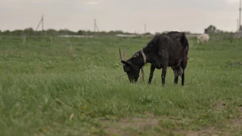 1Z farming 077 Stock Footage 112208341