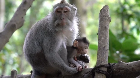 2 in 1 Baby monkey with its mother taking care of it Stock Footage 92313595