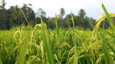 2 in 1 Close up of green paddy rice shot in slow motion of a rice field Stock Footage 93892166