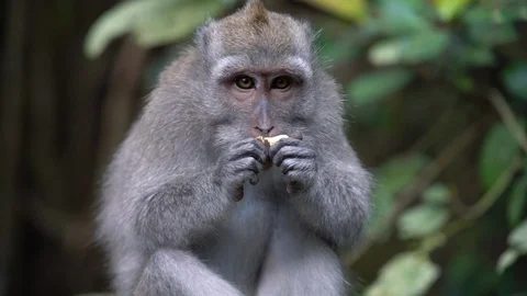 2 in 1 Close up monkey eating and looking at the camera at Bali Monkey Forest Stock Footage 91522223