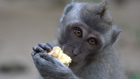 2 in 1 Close up of a monkey eating quietly in the forest of Ubud, Bali Stock Footage 91541729
