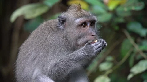 2 in 1 Close up in slow motion of a monkey eating and looking at the camera Stock Footage 91522155