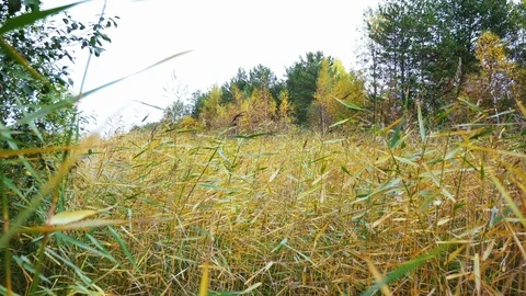 2 in 1. Crane up and down shot of the reeds field and woodland belt Stock Footage 92592913