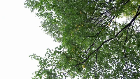 2 in 1. Crane down and up shot of birch crown shaking on wind 库存影片 92472206