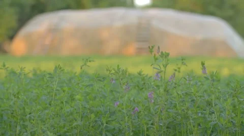 2 IN 1 EDIT Green blooming plants Medicágo with haystack in the background Stock-Footage 8366702