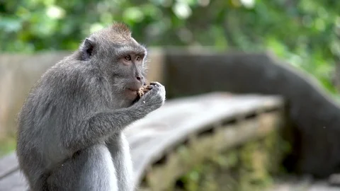 2 in 1 Monkey eating quietly in the monkey forest of Ubud, Bali Stock Footage 91522371