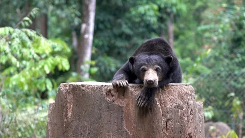 2 in 1 A sun bear on top of a tree, look at camera while looking bored Stock Footage 97717086