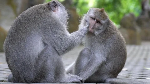 2 in 1 Two monkeys, one taking care of the other looking for insects to eat Stock Footage 91542155