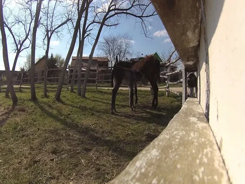 2 in 1 young donkey sucking the mother Stock Footage