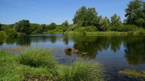 2 in 1,Untouched nature by the lake,and falled tree Stock Footage