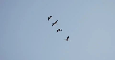 2-24-26 CanadianGoose s01 c12 5 BIF YT-Doc-Stock-YT mp4 Stockbeeldmateriaal 333262938