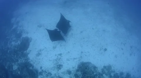 2-3 Manta Above View.mp4 Stock Footage 66693873