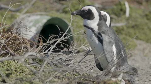 2 African Penguins Close Up Rack Focus From Background Penguin to Foreground Stock Footage 276920951