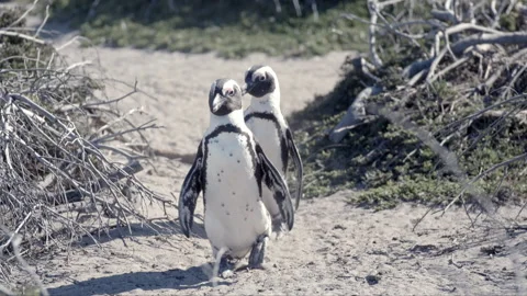 2 African Penguins Walk Down a Sand Path Stock Footage 276922951