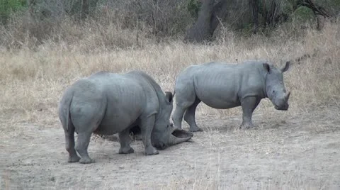 2 African Rhinos Stock Footage 10971574