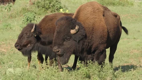 2 American bison with a calf behind them on a hot summer day Stock-Footage 246944455