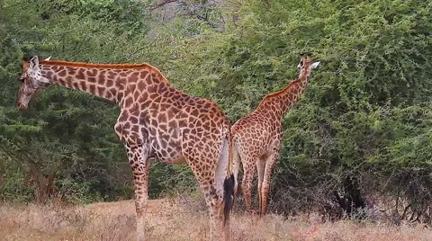 2 angles - 2 Giraffes walking towards camera Stock Footage 46713889