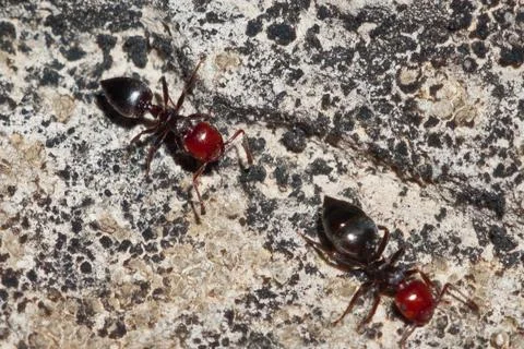 2 ants Foto stock