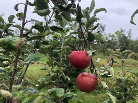 2 Apples hanging on an Apple Tree Foto stock
