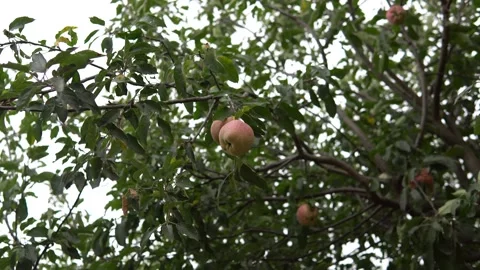 2 apples swaying from the wind on the tree in cloudy air Stock Footage 139597177