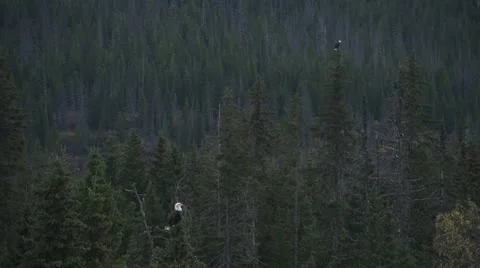 2 Bald Eagles Sitting Atop Spruce Trees Stock Footage 12183997