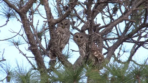 2 Barred Owls In Pine Tree Stock Footage 104293029