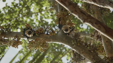 2 bats hanging from a tree upside down and looking into the camera, on fig Stock Footage 220550844