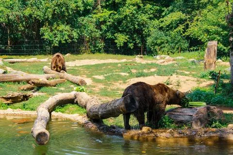 2 Bears at the zoo Stock Photos