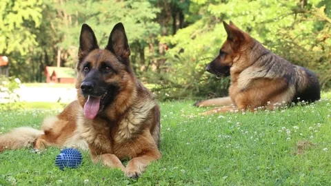 2 beautiful big German shepherd dog relaxing lying on grass outdoors Stock Footage 204732963