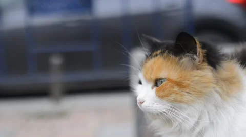 2 beautiful cats relaxing on a bench in the city Stockbeeldmateriaal 63043800