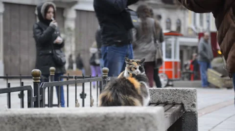 2 beautiful cats relaxing on a bench in the city Stockbeeldmateriaal 63043829