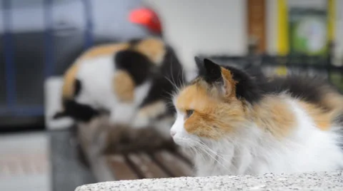 2 beautiful cats relaxing on a bench in the city Stockbeeldmateriaal 63043848