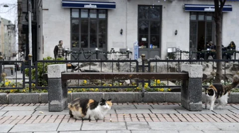 2 beautiful cats relaxing on a bench in the city Stockbeeldmateriaal 63043857