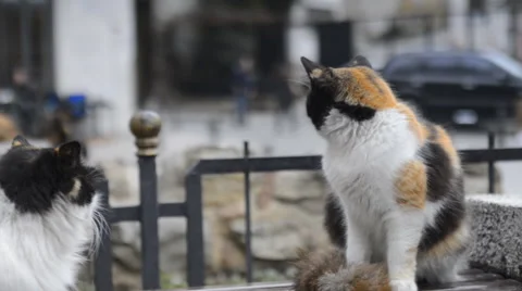 2 beautiful cats relaxing on a bench in the city Stockbeeldmateriaal 63043870