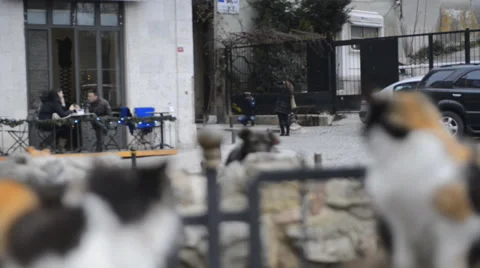 2 beautiful cats relaxing on a bench in the city 動画素材 63043886
