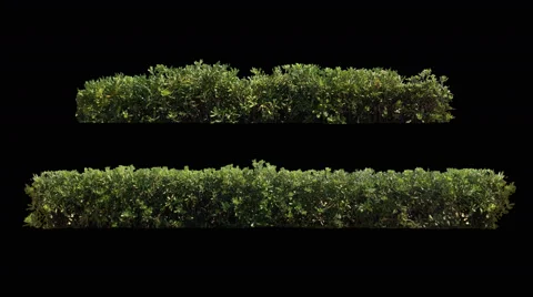 2 beautiful decorative hedge blowing on the wind, isolated with alpha channel Stock Footage 67553348