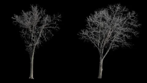 2 beautiful full size bare trees with branches slightly swaying in the wind. Vidéo 123106973