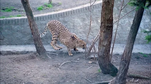 2 beautiful long leopard with black polka dots and long tail smells ground Stock Footage 172219869