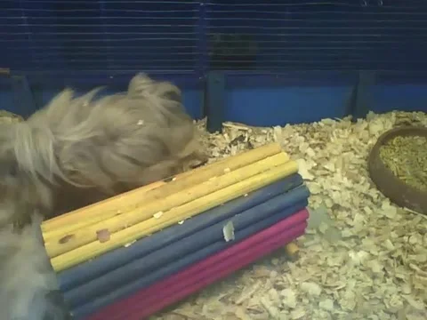 2 beautiful peruvian guinea pigs play and have fun, very cute! Stock Footage 166426313