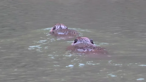 2 Beavers swimming away from camera Stock Footage 151722261