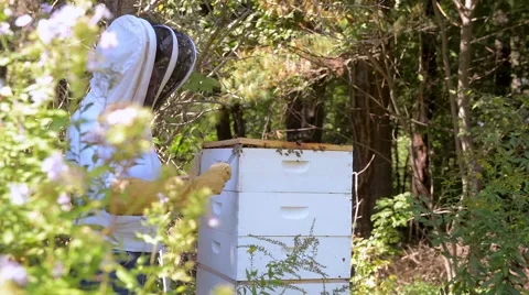 2 beekeepers open up a beehive in the garden. Stock Footage 58882476